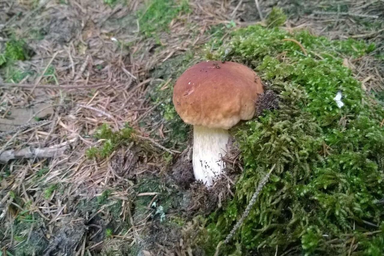 Pool, Pokale, Sauna, Billard, Kirche U. Viel Natur Vordernberg Buitenkant foto